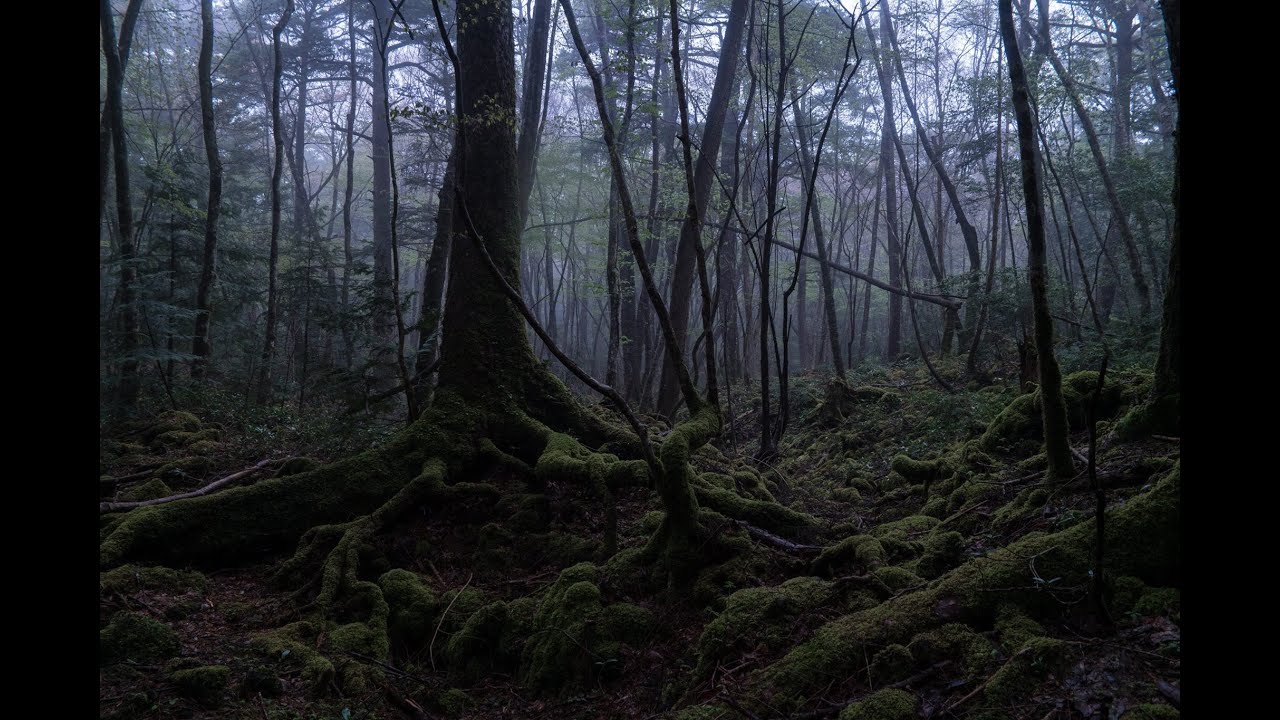 Aokigahara forest
